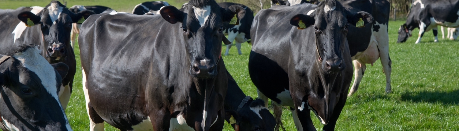 Koeiendans 2025 Zuivelboerderij Holterhof